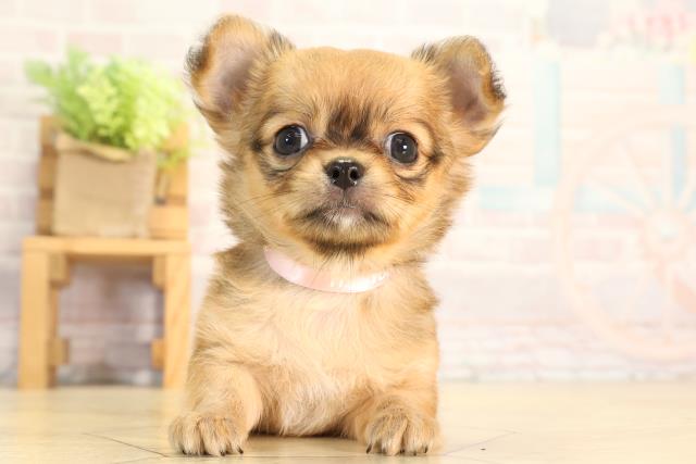 愛知県のチワワ(ロング) (Coo&RIKU半田店/2026年3月25日生まれ/女の子/フォーン)の子犬の1枚目の画像