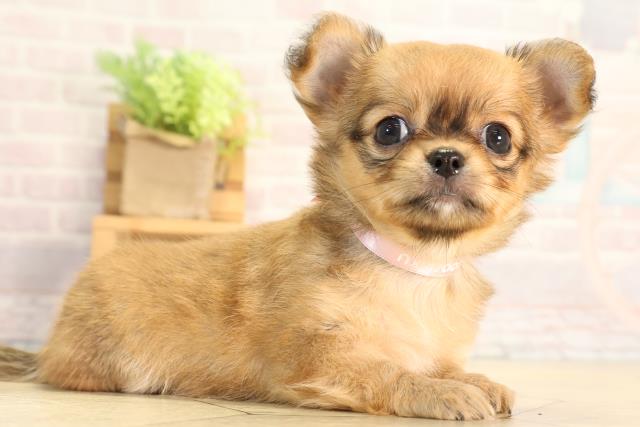 愛知県のチワワ(ロング) (Coo&RIKU半田店/2026年3月25日生まれ/女の子/フォーン)の子犬の2枚目の画像