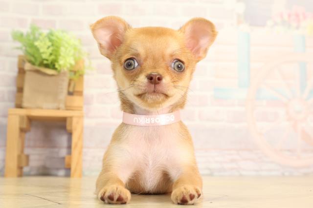 岐阜県のチワワ(ロング) (Coo&RIKU岐南店/2026年3月25日生まれ/女の子/フォーン)の子犬の1枚目の画像