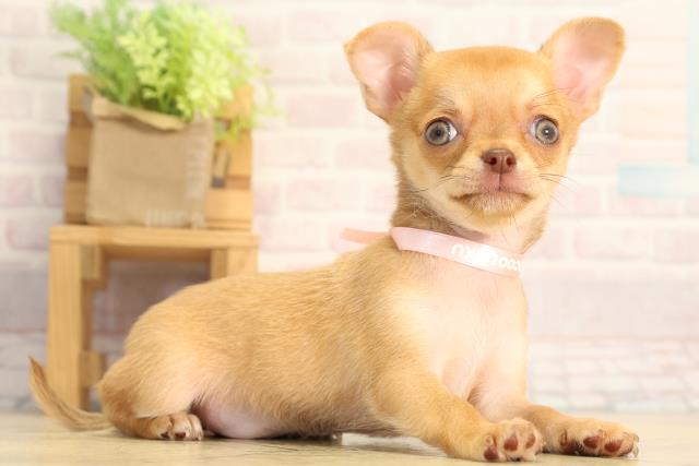 岐阜県のチワワ(ロング) (Coo&RIKU岐南店/2026年3月25日生まれ/女の子/フォーン)の子犬の2枚目の画像