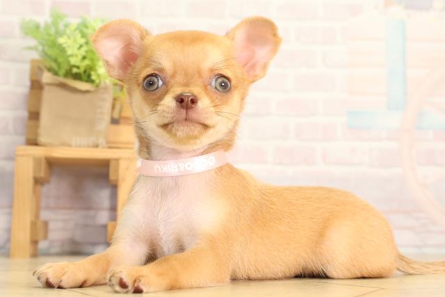 岐阜県のチワワ(ロング) (Coo&RIKU岐南店/2026年3月25日生まれ/女の子/フォーン)の子犬の3枚目の画像
