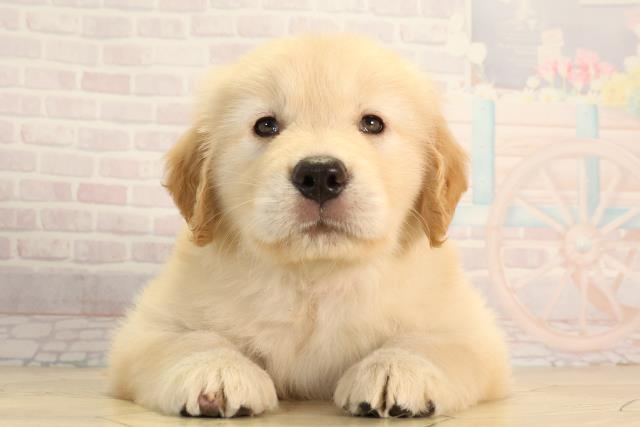 静岡県のゴールデンレトリバー (Coo&RIKU浜松店/2026年3月25日生まれ/女の子/ゴールデン)の子犬の1枚目の画像