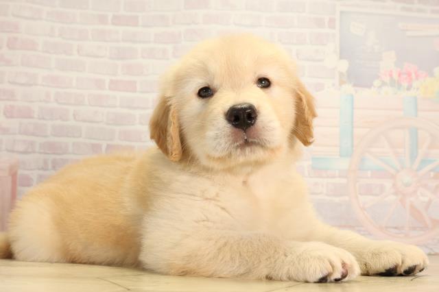 静岡県のゴールデンレトリバー (Coo&RIKU浜松店/2026年3月25日生まれ/女の子/ゴールデン)の子犬の2枚目の画像