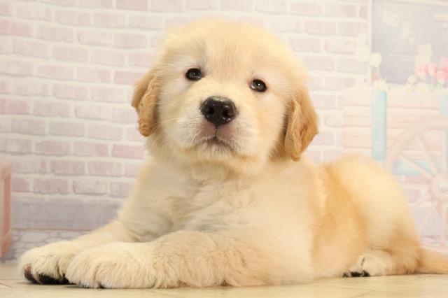 静岡県のゴールデンレトリバー (Coo&RIKU浜松店/2026年3月25日生まれ/女の子/ゴールデン)の子犬の3枚目の画像