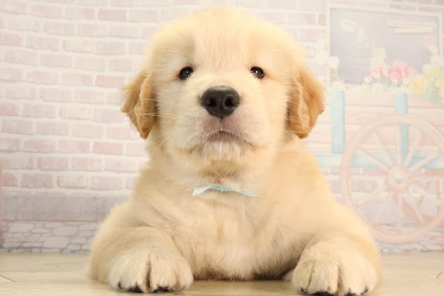 静岡県のゴールデンレトリバー (Coo&RIKU掛川店/2026年3月25日生まれ/男の子/ゴールデン)の子犬の1枚目の画像