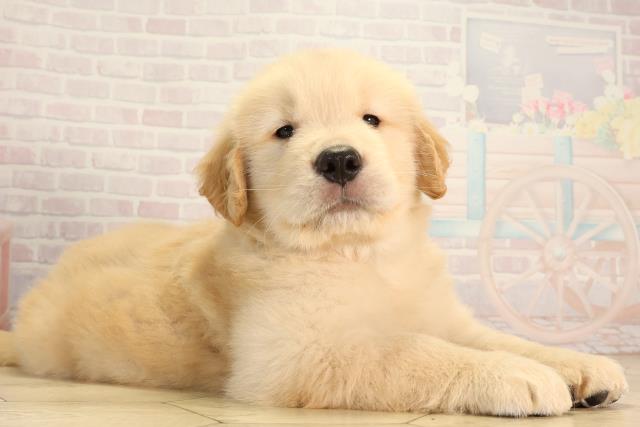 静岡県のゴールデンレトリバー (Coo&RIKU掛川店/2026年3月25日生まれ/男の子/ゴールデン)の子犬の2枚目の画像