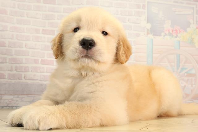 静岡県のゴールデンレトリバー (Coo&RIKU掛川店/2026年3月25日生まれ/男の子/ゴールデン)の子犬の3枚目の画像