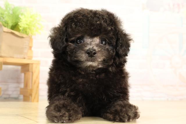 静岡県のトイプードル(トイ) (Coo&RIKU沼津店/2026年3月25日生まれ/男の子/グレー)の子犬の1枚目の画像