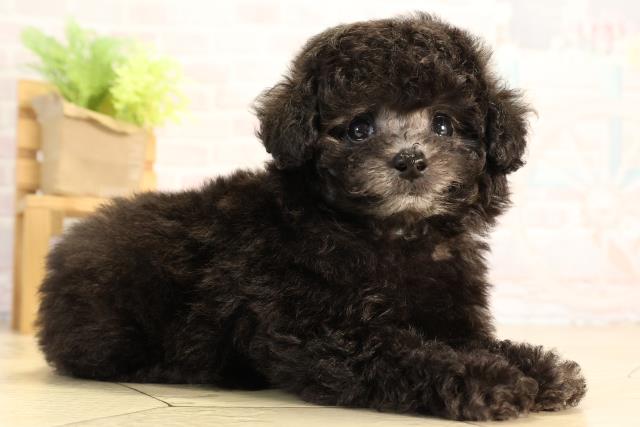 静岡県のトイプードル(トイ) (Coo&RIKU沼津店/2026年3月25日生まれ/男の子/グレー)の子犬の2枚目の画像