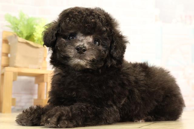 静岡県のトイプードル(トイ) (Coo&RIKU沼津店/2026年3月25日生まれ/男の子/グレー)の子犬の3枚目の画像