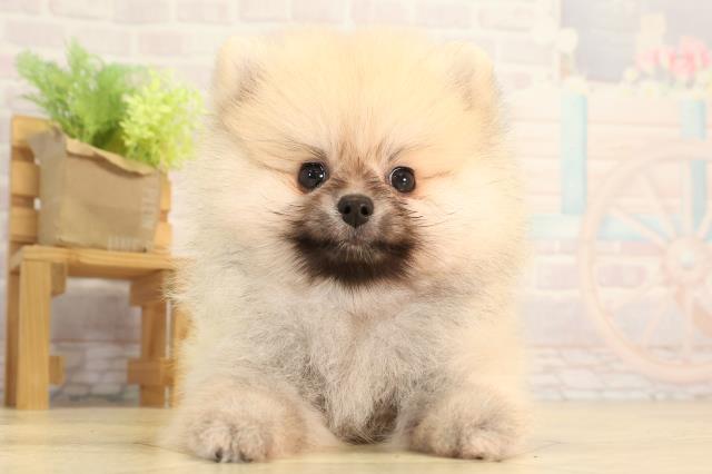 静岡県のポメラニアン (Coo&RIKU沼津店/2026年3月23日生まれ/男の子/クリームセーブル)の子犬の1枚目の画像