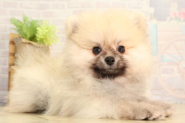 静岡県のポメラニアン (Coo&RIKU沼津店/2026年3月23日生まれ/男の子/クリームセーブル)の子犬の2枚目の画像