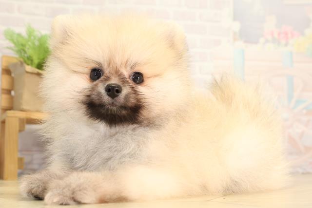 静岡県のポメラニアン (Coo&RIKU沼津店/2026年3月23日生まれ/男の子/クリームセーブル)の子犬の3枚目の画像