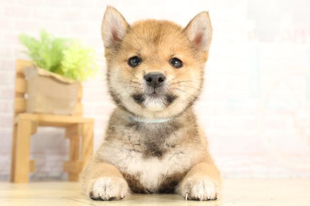 愛知県の豆柴 (Coo&RIKU岡崎店/2026年3月24日生まれ/男の子/赤)の子犬の1枚目の画像