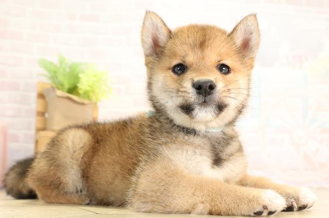 愛知県の豆柴 (Coo&RIKU岡崎店/2026年3月24日生まれ/男の子/赤)の子犬の2枚目の画像