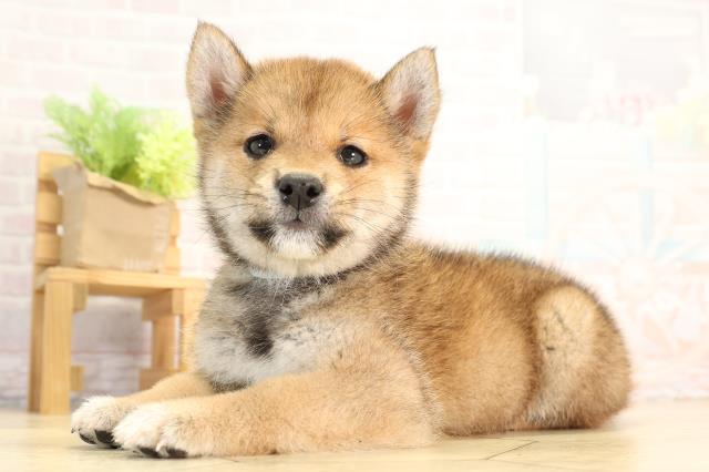 愛知県の豆柴 (Coo&RIKU岡崎店/2026年3月24日生まれ/男の子/赤)の子犬の3枚目の画像
