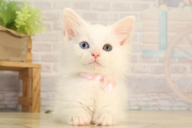 ノルウェージャン・フォレストキャット
