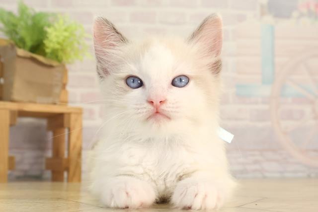 静岡県のラグドール (Coo&RIKU沼津店/2026年3月25日生まれ/男の子/ブルーポイントバイカラー)の子猫の1枚目の画像