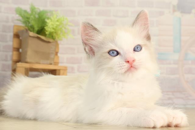 静岡県のラグドール (Coo&RIKU沼津店/2026年3月25日生まれ/男の子/ブルーポイントバイカラー)の子猫の2枚目の画像