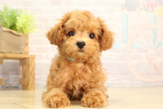 愛知県のトイプードル(トイ) (Coo&RIKU半田店/2026年3月22日生まれ/男の子/オレンジフォーン)の子犬の1枚目の画像