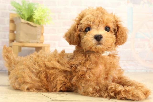 愛知県のトイプードル(トイ) (Coo&RIKU半田店/2026年3月22日生まれ/男の子/オレンジフォーン)の子犬の2枚目の画像