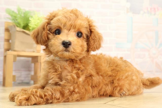 愛知県のトイプードル(トイ) (Coo&RIKU半田店/2026年3月22日生まれ/男の子/オレンジフォーン)の子犬の3枚目の画像