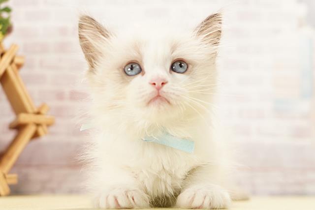 愛知県のラグドール (Coo&RIKU半田店/2026年3月23日生まれ/女の子/シールポイントバイカラー)の子猫