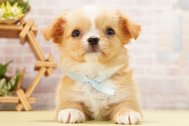 静岡県のチワワ(ロング) (Coo&RIKU富士店/2026年3月23日生まれ/男の子/オレンジホワイト)の子犬の1枚目の画像