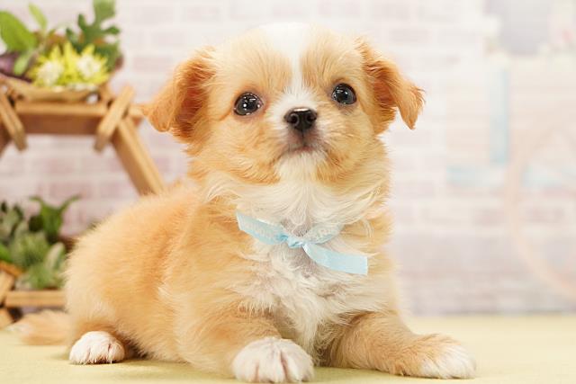 静岡県のチワワ(ロング) (Coo&RIKU富士店/2026年3月23日生まれ/男の子/オレンジホワイト)の子犬の2枚目の画像
