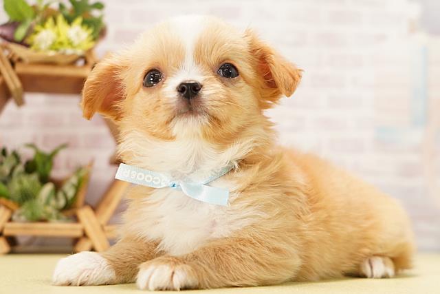 静岡県のチワワ(ロング) (Coo&RIKU富士店/2026年3月23日生まれ/男の子/オレンジホワイト)の子犬の3枚目の画像