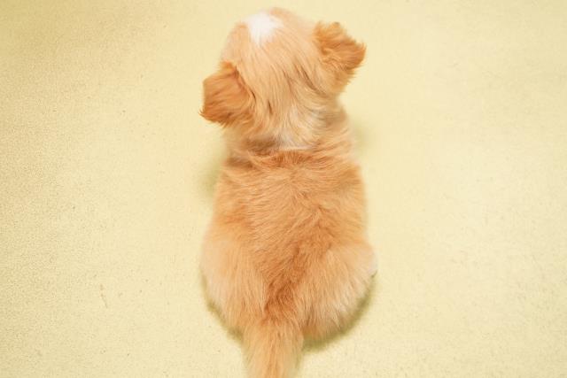 静岡県のチワワ(ロング) (Coo&RIKU富士店/2026年3月23日生まれ/男の子/オレンジホワイト)の子犬の4枚目の画像