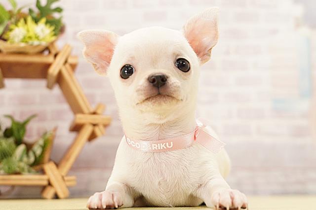 岐阜県のチワワ(スムース) (Coo&RIKU各務原店/2026年3月24日生まれ/女の子/クリーム)の子犬の1枚目の画像