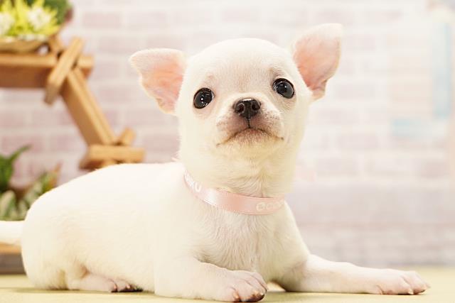 岐阜県のチワワ(スムース) (Coo&RIKU各務原店/2026年3月24日生まれ/女の子/クリーム)の子犬の2枚目の画像