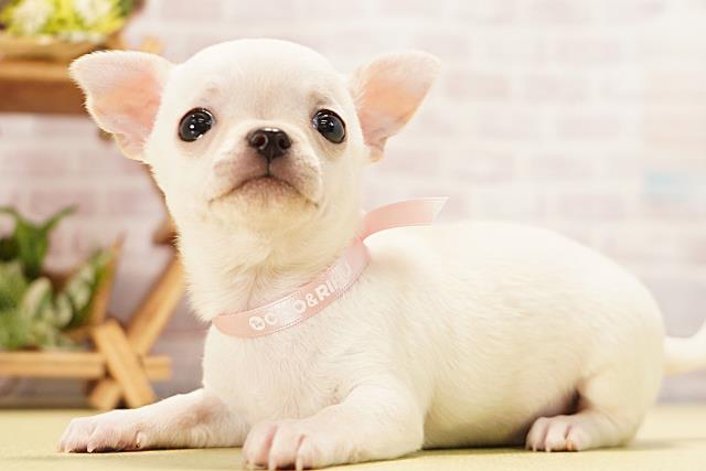 岐阜県のチワワ(スムース) (Coo&RIKU各務原店/2026年3月24日生まれ/女の子/クリーム)の子犬の3枚目の画像