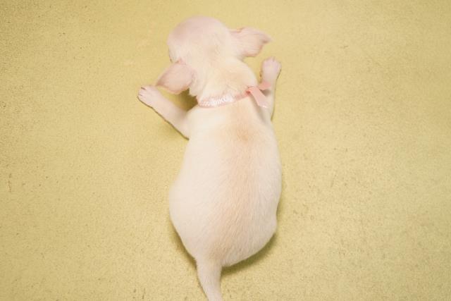 岐阜県のチワワ(スムース) (Coo&RIKU各務原店/2026年3月24日生まれ/女の子/クリーム)の子犬の4枚目の画像