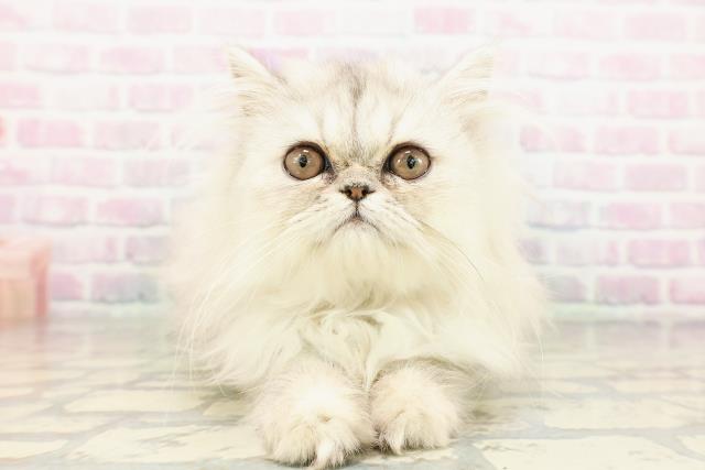 東京都のエキゾチック (Coo&RIKU足立本店/2026年2月19日生まれ/女の子/シルバータビー)の子猫の1枚目の画像
