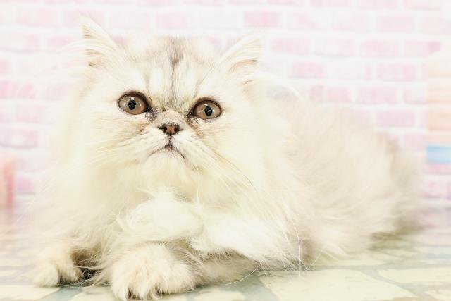 東京都のエキゾチック (Coo&RIKU足立本店/2026年2月19日生まれ/女の子/シルバータビー)の子猫の2枚目の画像