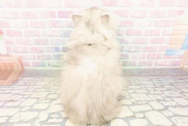 東京都のエキゾチック (Coo&RIKU足立本店/2026年2月19日生まれ/女の子/シルバータビー)の子猫の4枚目の画像