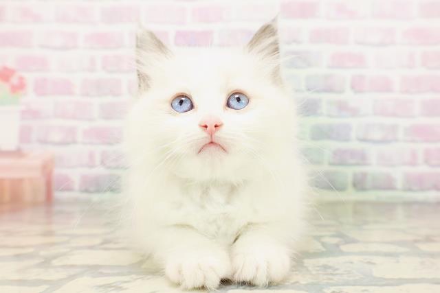 神奈川県のラグドール (Coo&RIKU藤沢店/2026年3月23日生まれ/男の子/ブルーポイントバイカラー)の子猫の1枚目の画像
