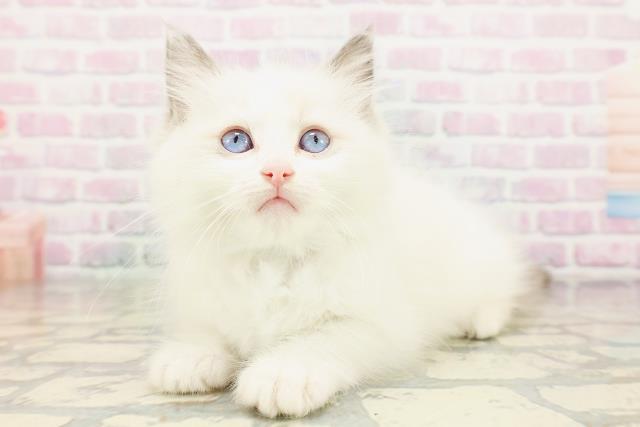 神奈川県のラグドール (Coo&RIKU藤沢店/2026年3月23日生まれ/男の子/ブルーポイントバイカラー)の子猫の2枚目の画像