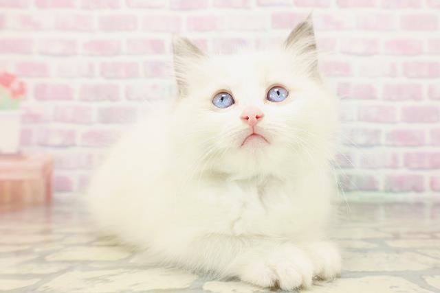 神奈川県のラグドール (Coo&RIKU藤沢店/2026年3月23日生まれ/男の子/ブルーポイントバイカラー)の子猫の3枚目の画像