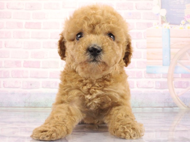 兵庫県のトイプードル(トイ) (Coo&RIKU三木店/2026年3月26日生まれ/女の子/オレンジフォーン)の子犬の1枚目の画像