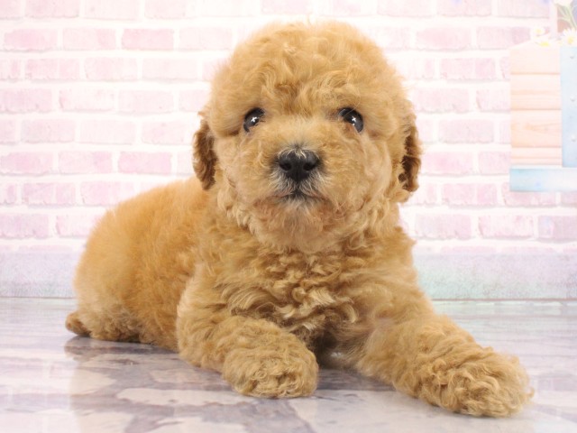 兵庫県のトイプードル(トイ) (Coo&RIKU三木店/2026年3月26日生まれ/女の子/オレンジフォーン)の子犬の2枚目の画像