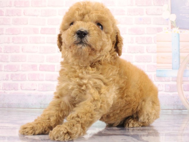 兵庫県のトイプードル(トイ) (Coo&RIKU三木店/2026年3月26日生まれ/女の子/オレンジフォーン)の子犬の3枚目の画像