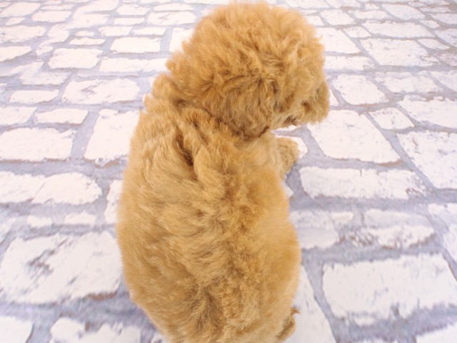 兵庫県のトイプードル(トイ) (Coo&RIKU三木店/2026年3月26日生まれ/女の子/オレンジフォーン)の子犬の4枚目の画像