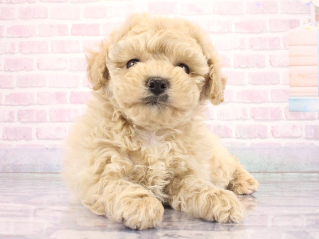 京都府のトイプードル(トイ) (Coo&RIKU京都店/2026年3月25日生まれ/女の子/ペールフォーン)の子犬の1枚目の画像