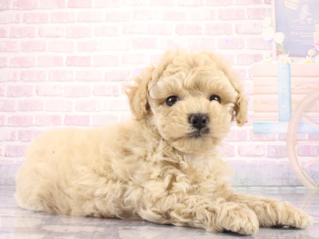 京都府のトイプードル(トイ) (Coo&RIKU京都店/2026年3月25日生まれ/女の子/ペールフォーン)の子犬の2枚目の画像