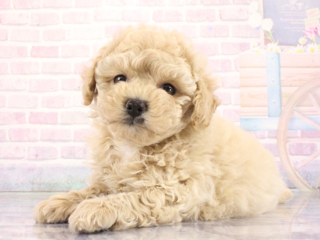京都府のトイプードル(トイ) (Coo&RIKU京都店/2026年3月25日生まれ/女の子/ペールフォーン)の子犬の3枚目の画像