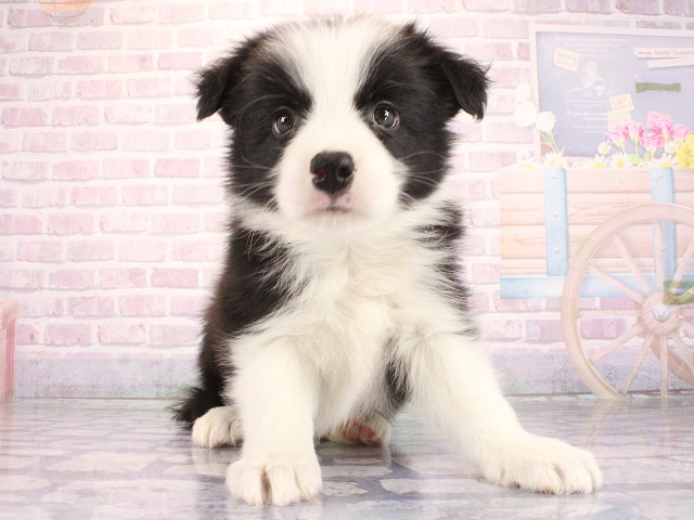 大阪府のボーダーコリー (Coo&RIKU高槻店/2026年3月25日生まれ/男の子/ブラックホワイト)の子犬
