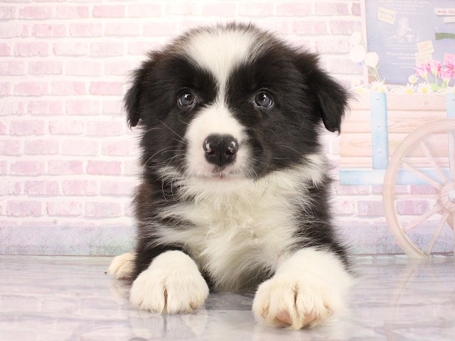 大阪府のボーダーコリー (Coo&RIKU和泉店/2026年3月25日生まれ/男の子/ブラックホワイト)の子犬